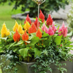 Celosia plumosa Glor...