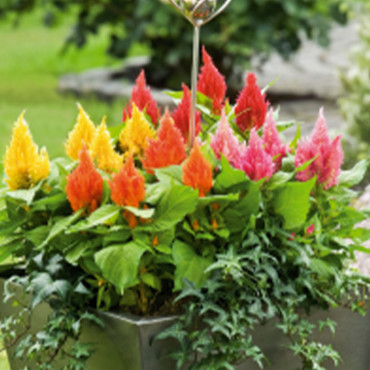 Celosia plumosa Glor...