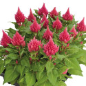 Celosia plumosa Glorious