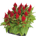 Celosia plumosa Glorious