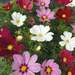 Cosmos bipin. Casano...