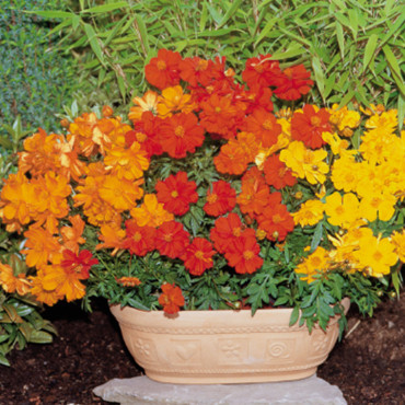 Cosmos sulp. Cosmic...