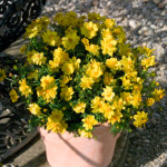 Cosmos sulp. Limara...