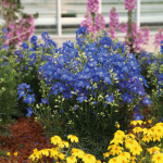 Delphinium G. Blue M...