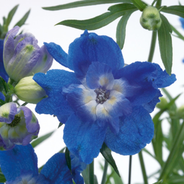 Delphinium G. Summer