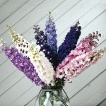 Delphinium elatum Ma...