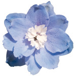Delphinium hybrid. B...