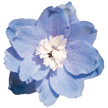 Delphinium hybrid. B...