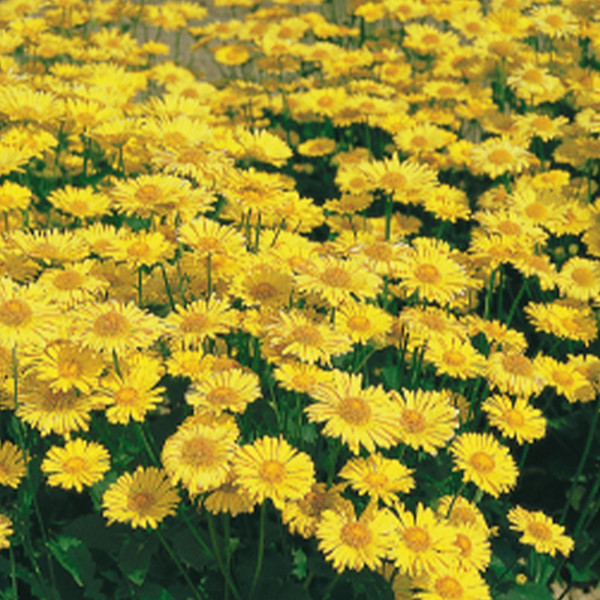 Doronicum orientale Little Leo