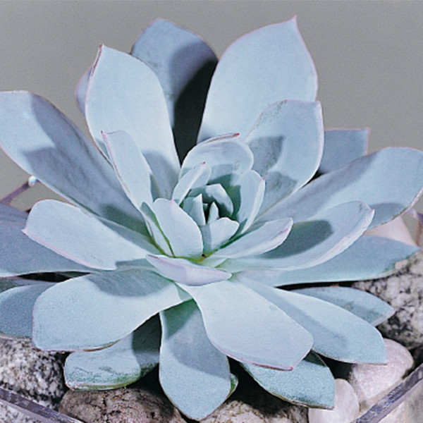 Echeveria Peacockii