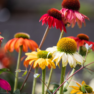 Echinacea purpurea P...