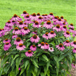 Echinacea purpurea P...