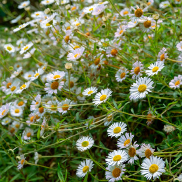 Erigeron karvinskian...