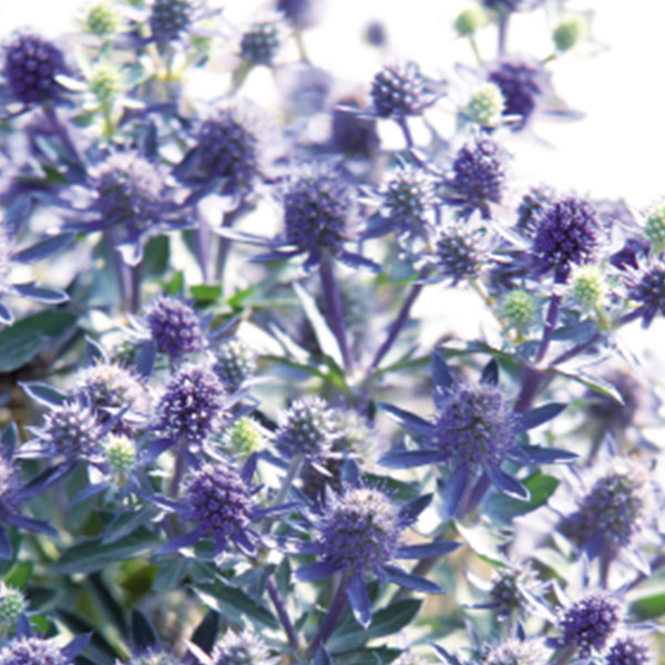 Eryngium planum Blue Hobbit