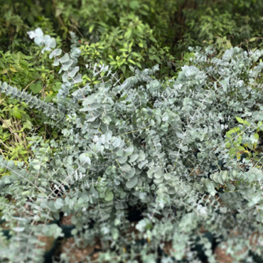 Eucalyptus cinerea S...