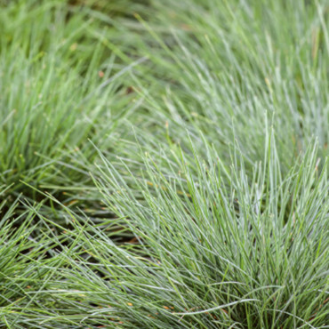 Festuca valesiaca va...