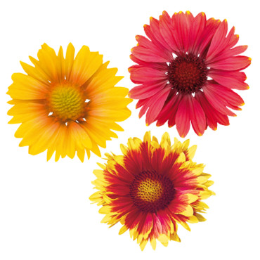 Gaillardia G. Arizon...