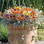 Gazania rigens Talen...