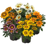 Gazania rigens Zany...