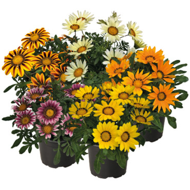 Gazania rigens Zany...