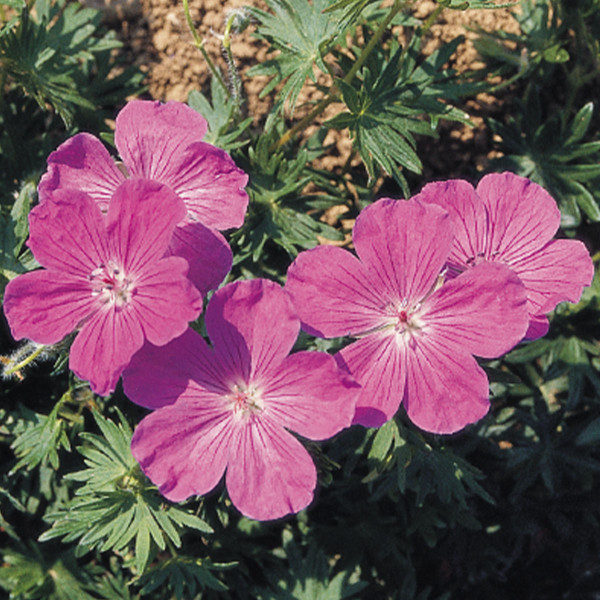 Geranium sanguineum Vision