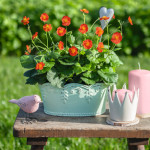 Geum coccineum Koi...