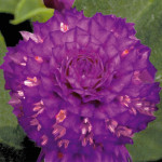 Gomphrena globosa Bu...