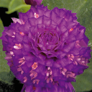 Gomphrena globosa Bu...