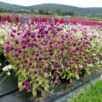 Gomphrena globosa La...