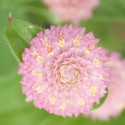 Gomphrena globosa Las Vegas