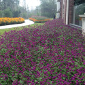 Gomphrena globosa Las Vegas