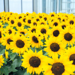 Helianthus annus Ber...