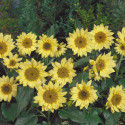 Helianthus annus Pacino