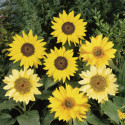 Helianthus annus Pacino