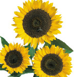 Helianthus annus Cut...