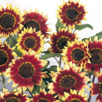 Helianthus annus Flo...