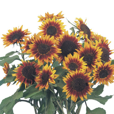 Helianthus annus Flo...