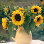 Helianthus annus Hol...