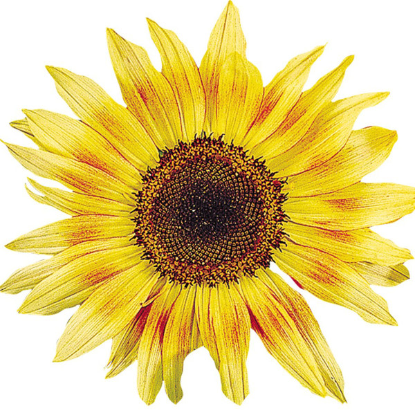 Helianthus annus Musicbox