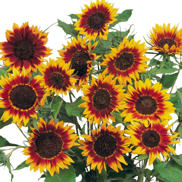 Helianthus annus Ring of fire