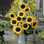 Helianthus annus Sol...