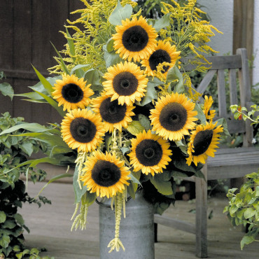 Helianthus annus Sol...