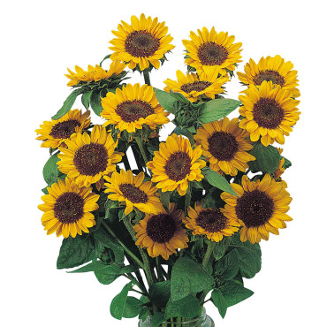 Helianthus annus Son...