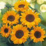 Helianthus annus Sor...