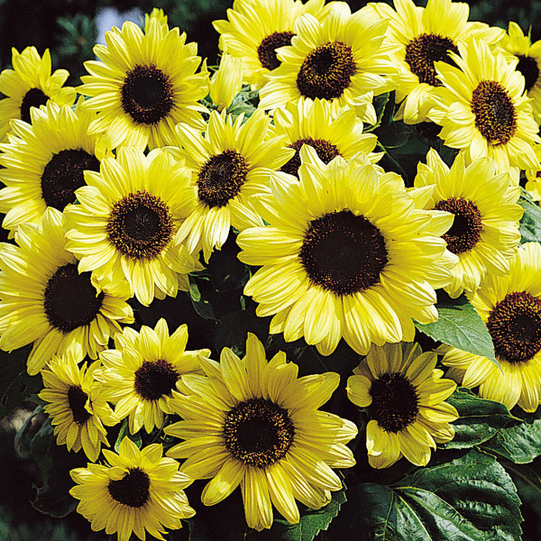 Helianthus annus Valentine