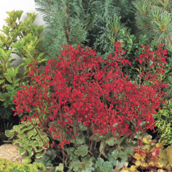 Heuchera sanguinea Ruby Bells