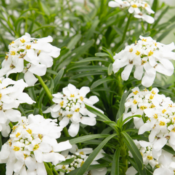 Iberis sempervirens Snow Flurries