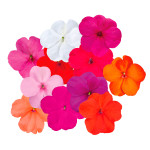 Impatiens walleriana...