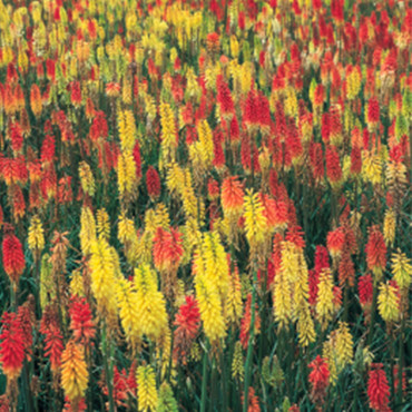 Kniphofia uvaria Fla...