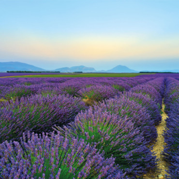 Lavandula angustifol...